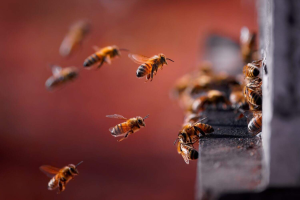 Where Science Meets Healing