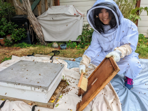 Dr. Murakami Beekeeping